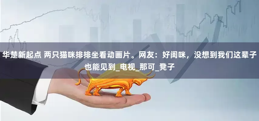 华楚新起点 两只猫咪排排坐看动画片。网友：好闺咪，没想到我们这辈子也能见到_电视_那可_凳子